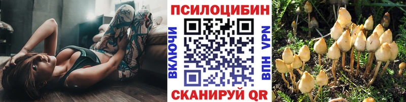 Купить  Богородицк  Галлюциногенные грибы Psilocybine cubensis 